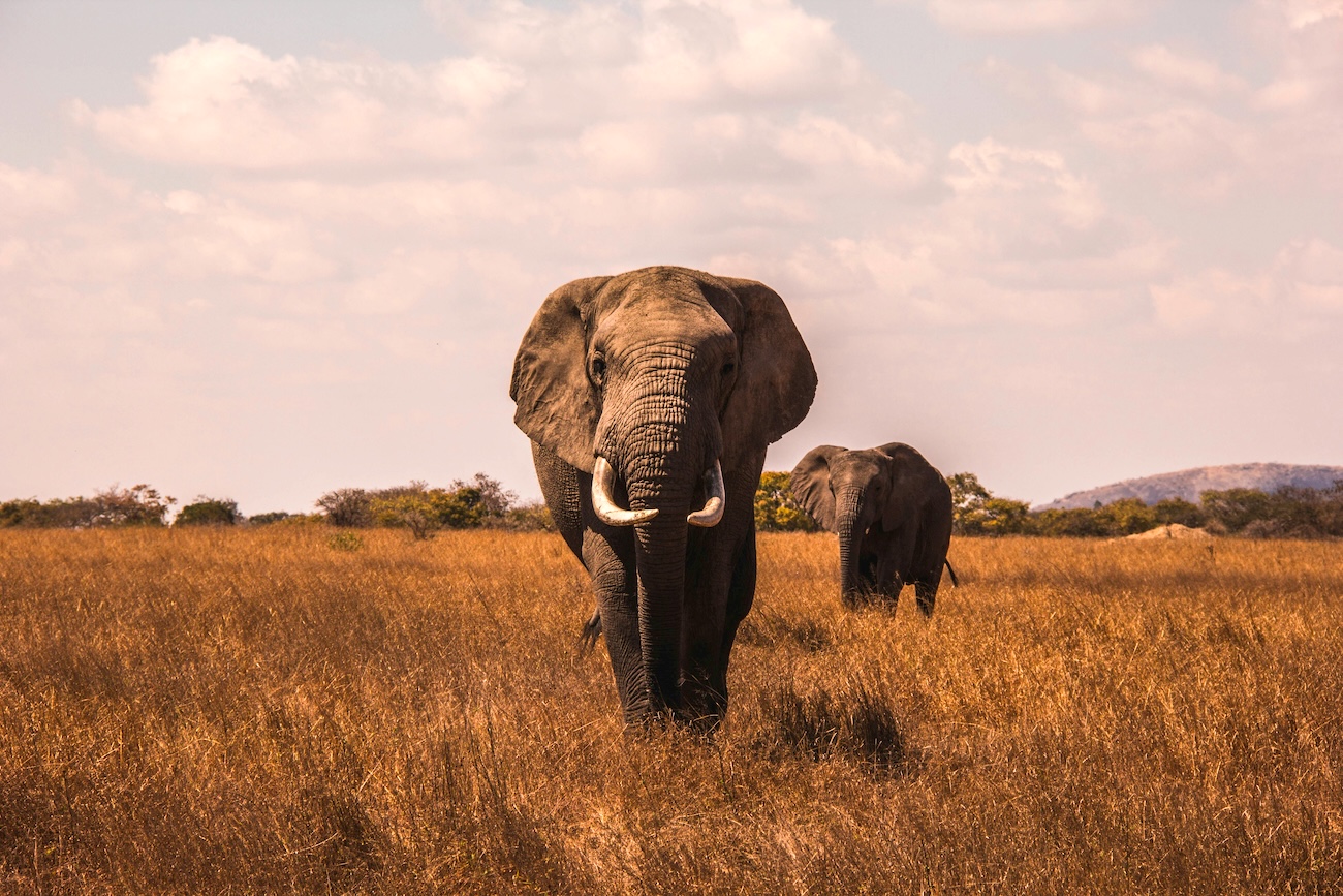 Swahili Crash Course for Safari Lovers: Embark on an exciting linguistic journey with our Swahili Crash Course for Safari Lovers!